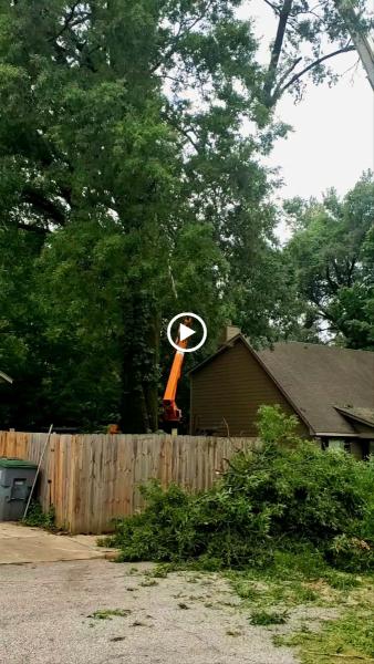 T & J Tree Experts Llc