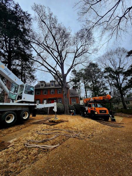 T & J Tree Experts Llc