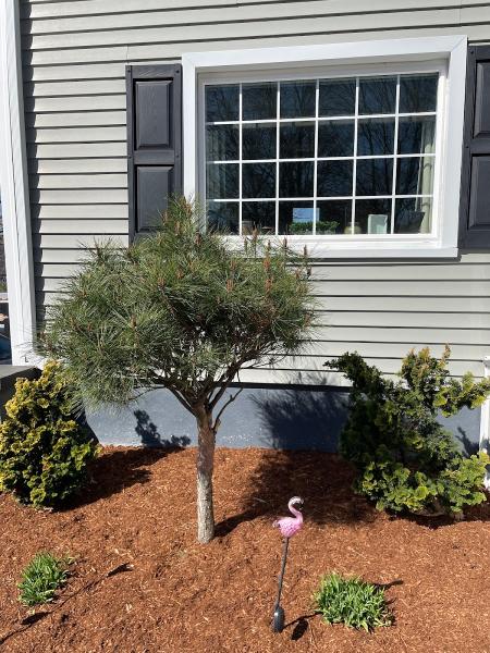 OCD Landscaping LLC