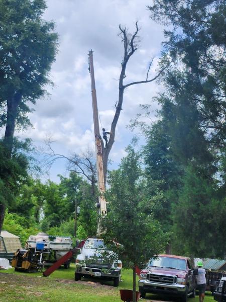 Gulf Coast Tree Specialists