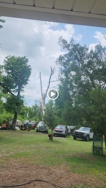 Gulf Coast Tree Specialists
