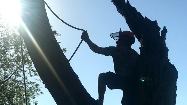 Hawkins Tree Service LLC