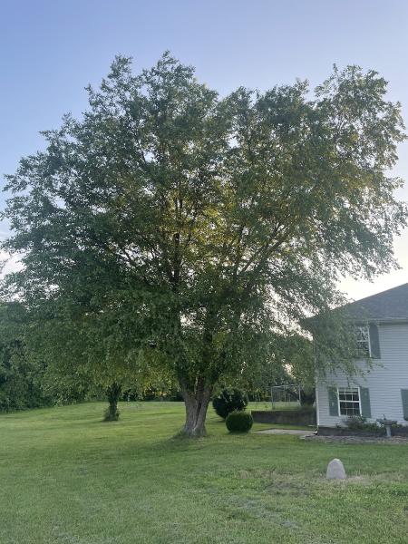 Hawkins Tree Service LLC