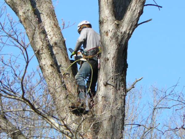 Greenville Tree Co.