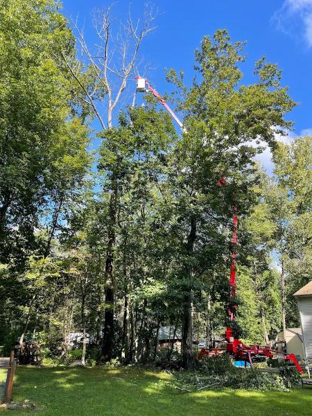 All American Tree Care