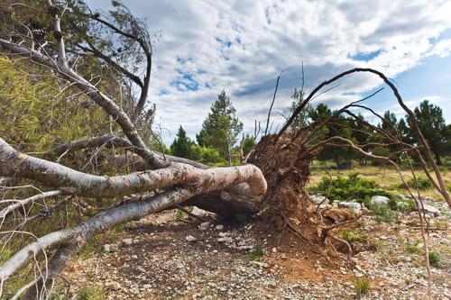 Lafayette Tree Service Pros