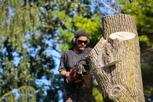 Lafayette Tree Service Pros