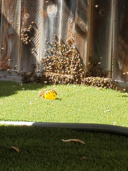 Weinerth and Sons Bee Removal