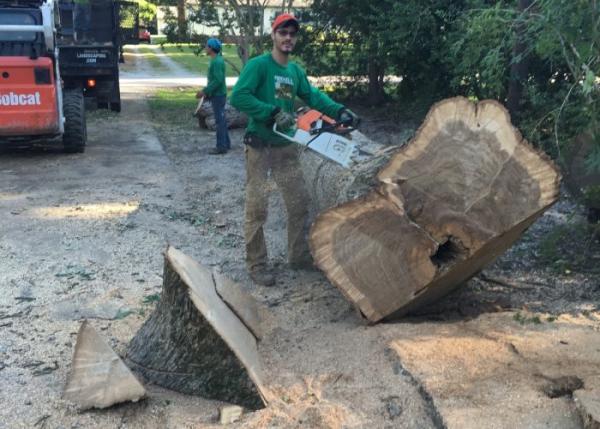 Ismael's Tree Service