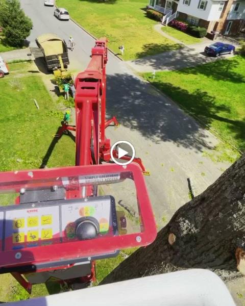 Ismael's Tree Service