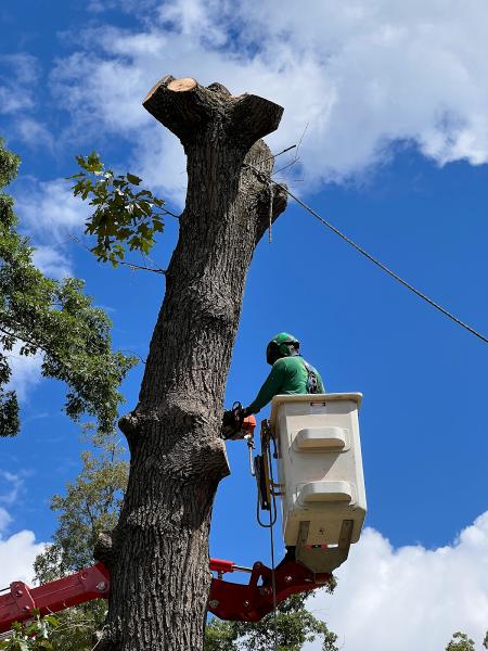 Ismael's Tree Service