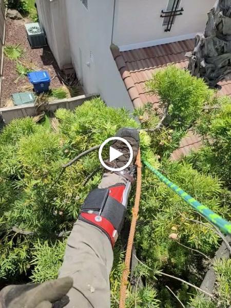 Master Arbor Service Inc