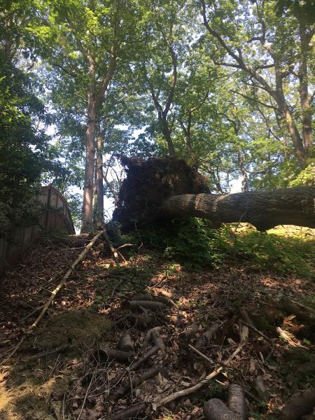 No Limitt Tree Service