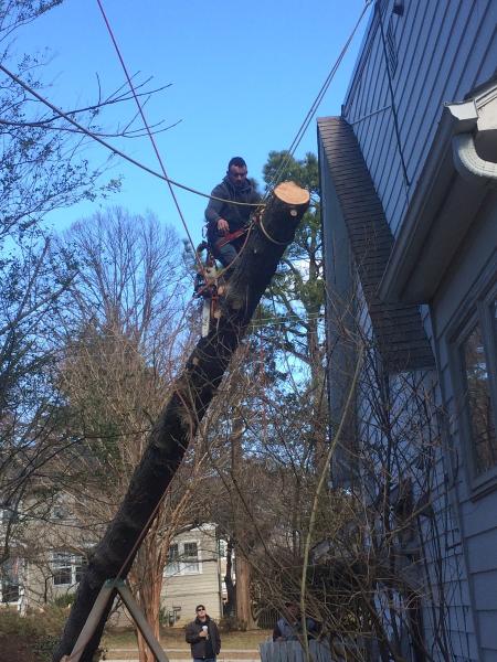 No Limitt Tree Service