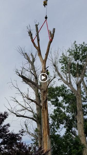 The Tree Professional