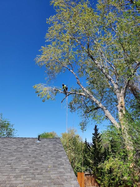 The Tree Professional