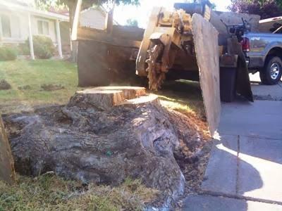 East Bay Stump Removal