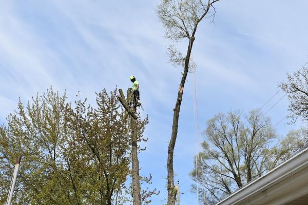 Elvis Tree Service LLC