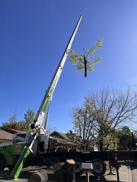 Redding Tree Service