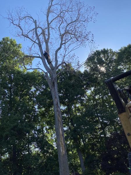 Reyes Tree Service