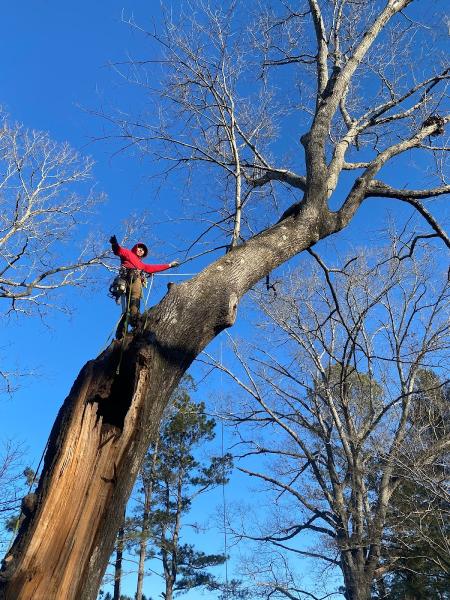 Reyes Tree Service