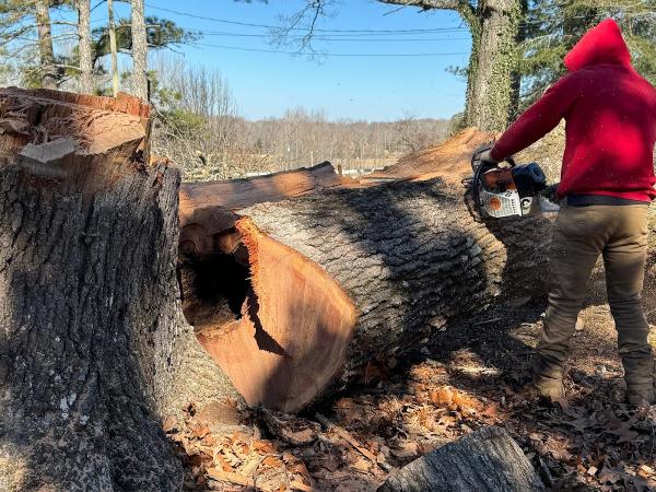 Reyes Tree Service