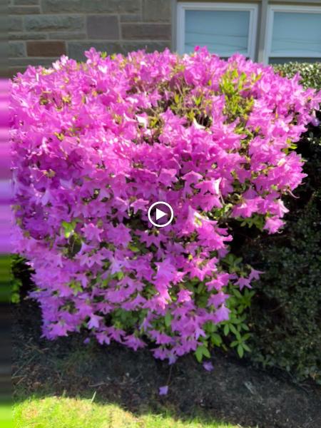 Karaki Landscaping