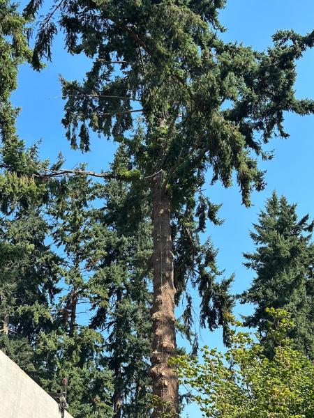 Alex Tree Service LLC