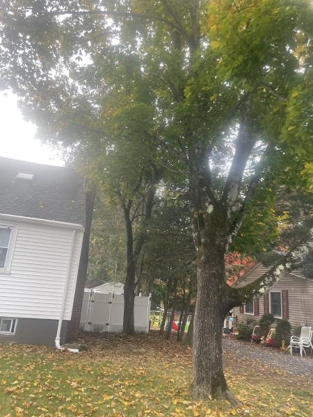 Tree Services