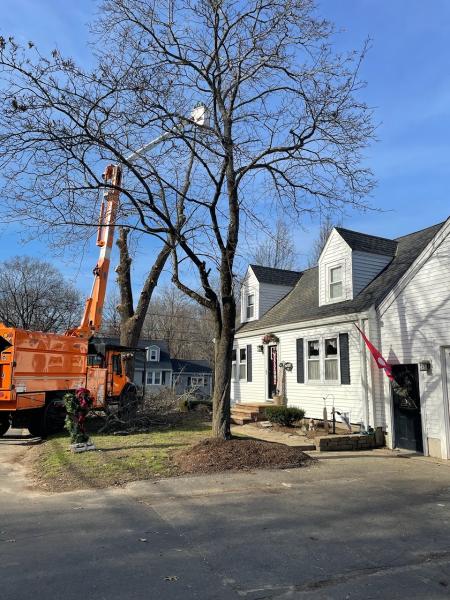 Tree Services