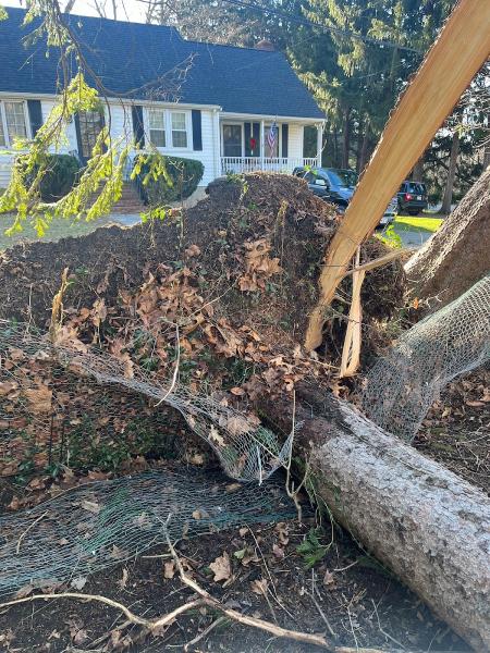 Tree Services