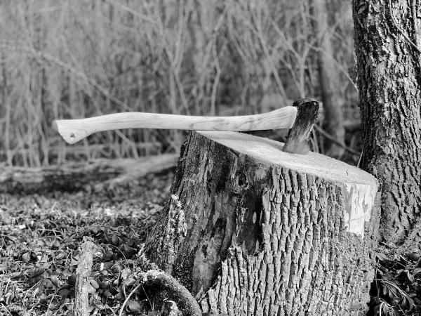 Pop's Bees & Trees