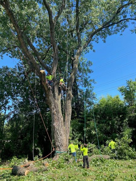 Arboriculture Tree Service Frisco