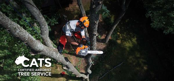 Certified Arborist Tree Service