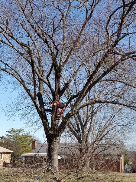 Certified Arborist Tree Service