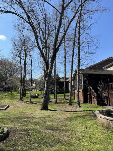 Certified Arborist Tree Service