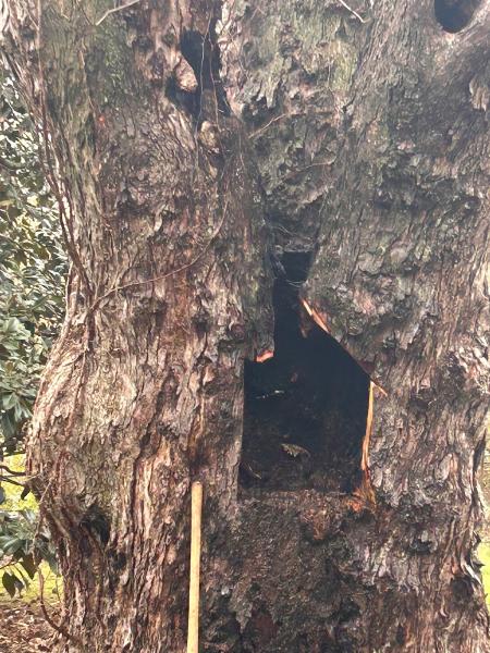 Certified Arborist Tree Service