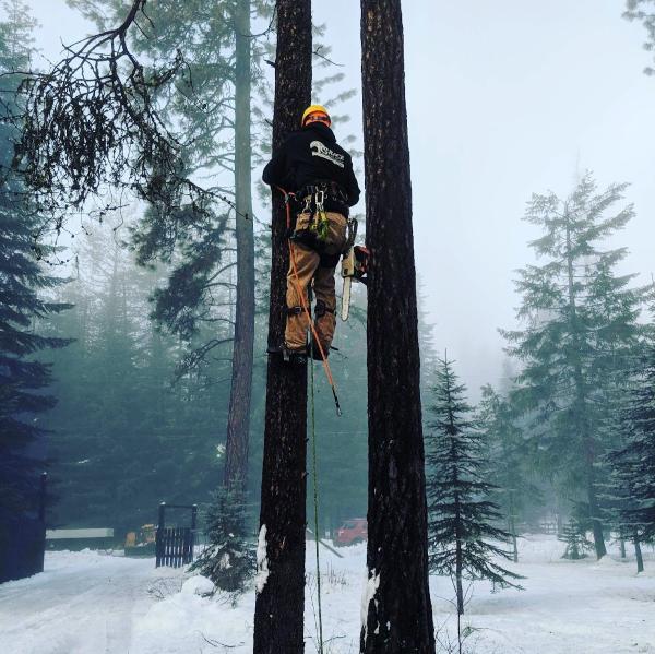 Grace Tree Service