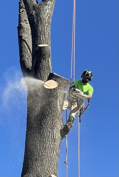 Potomac River Arborists