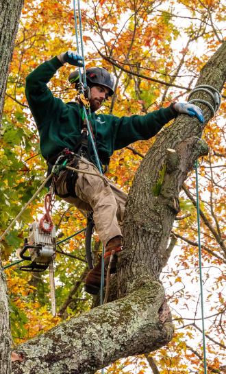 Potomac River Arborists