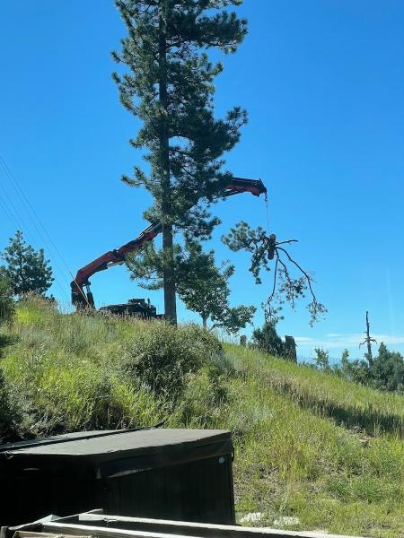 Splintered Forest Tree Services