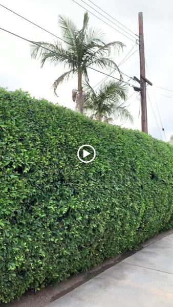 Dareys Lawn Service