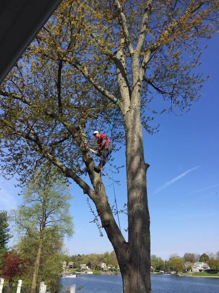 Lagos Tree Service