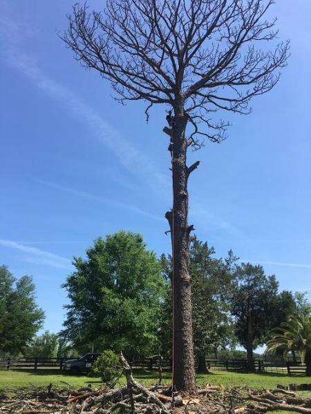 All 4 U Tree Service LLC