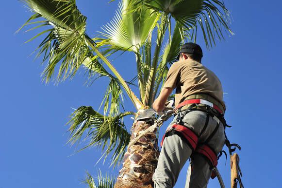 Prairieville Tree Service