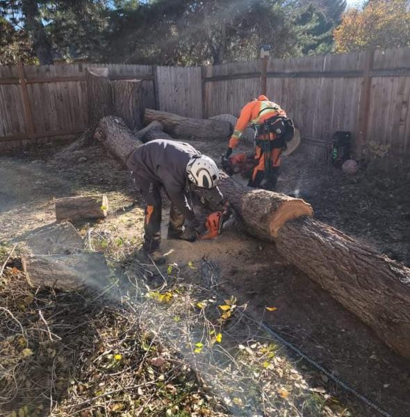 Tapson's Tree Service LLC