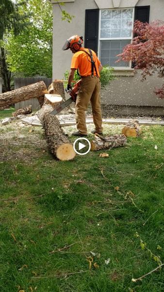 Tapson's Tree Service LLC