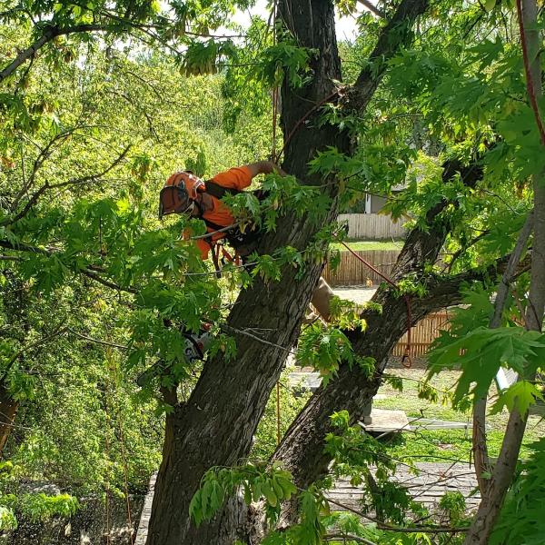 Tapson's Tree Service LLC