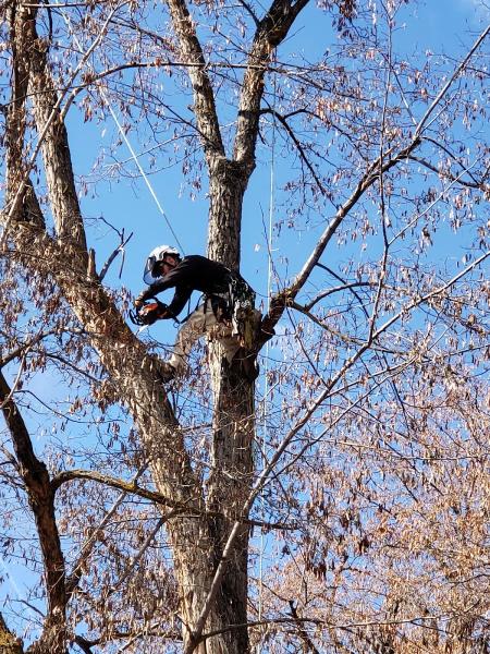 Tapson's Tree Service LLC