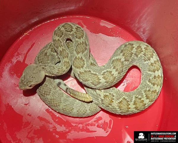 Rattlesnake Solutions LLC